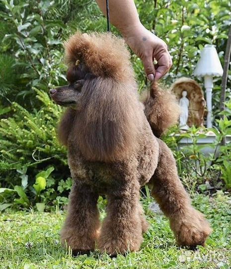 Той Пудель редкие и красивые окрасы