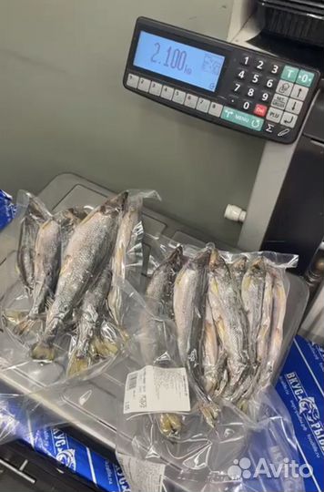 Корюшка вяленая с Сахалина крупная с икрой