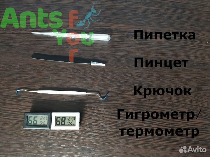 Корм, аксессуары и декор для формикария