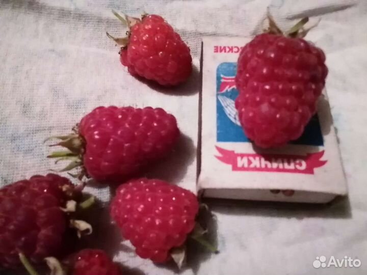 Летние крупноплодные сорта малины