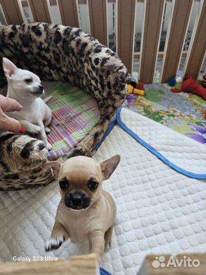 Щенки чихуахуа девочки