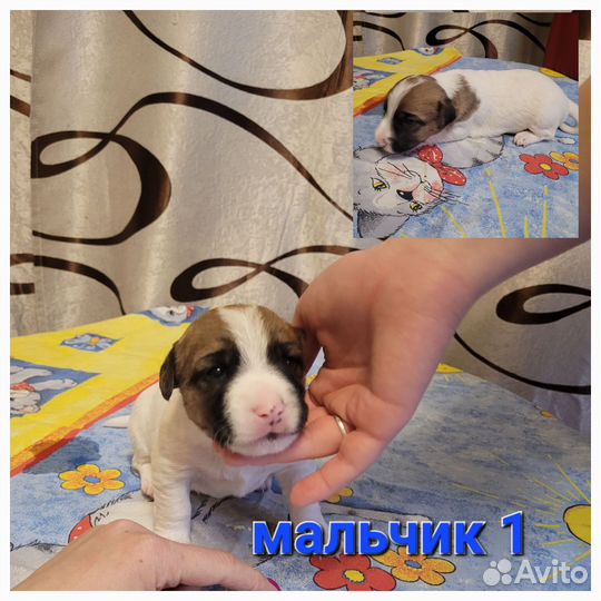 Щенки джек рассел терьер