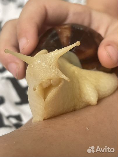 Улитки ахатины бесплатно