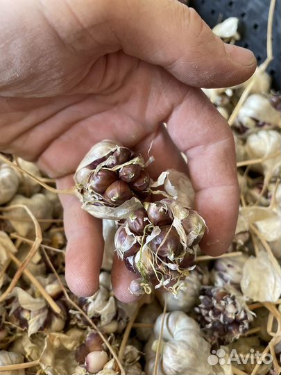 Воздушная луковица чеснока