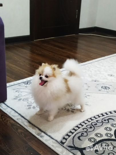 Шпиц щенки девочка