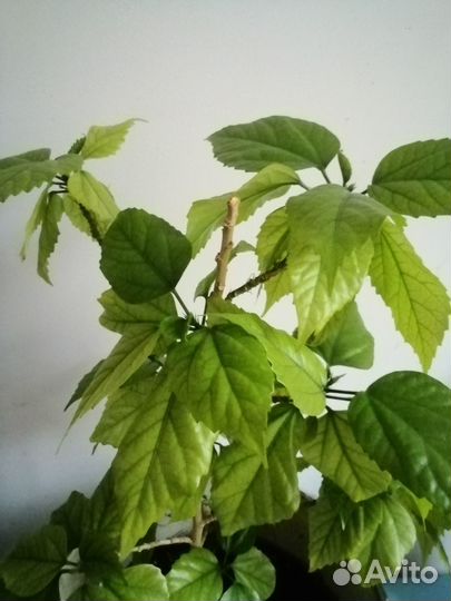 Китайская роза