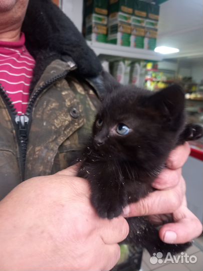 4 котенка девочки 2 месяца