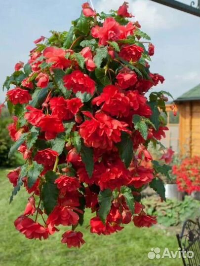 Бегония ампельная иллюминейшн Скарлет