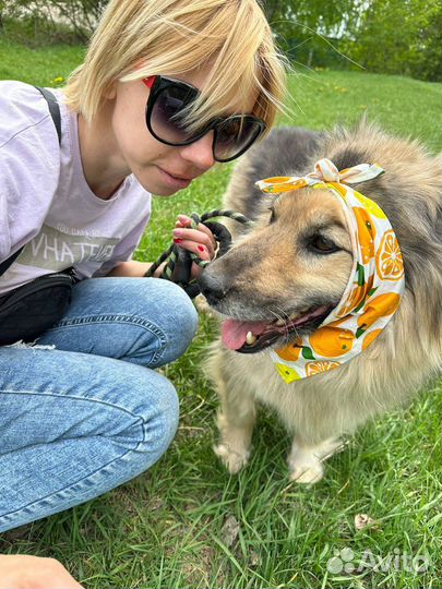 Небольшой пушистик Бароша в добрые руки