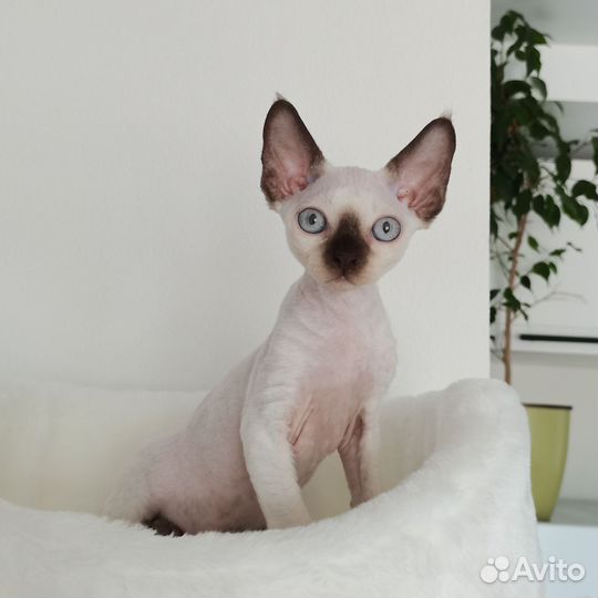 Девон-рекс поинтовая девочка