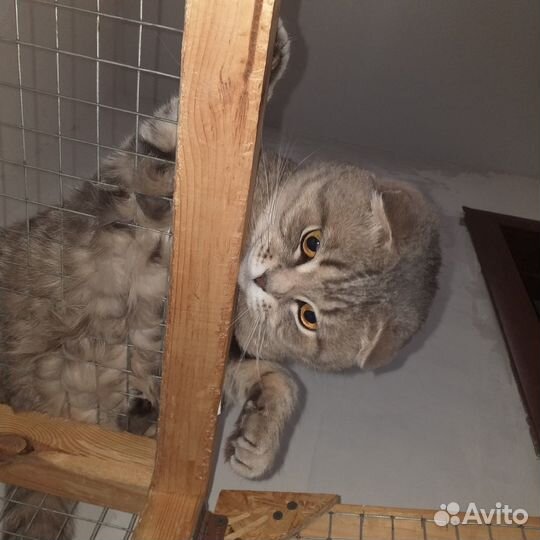 Шотландская вислоухая