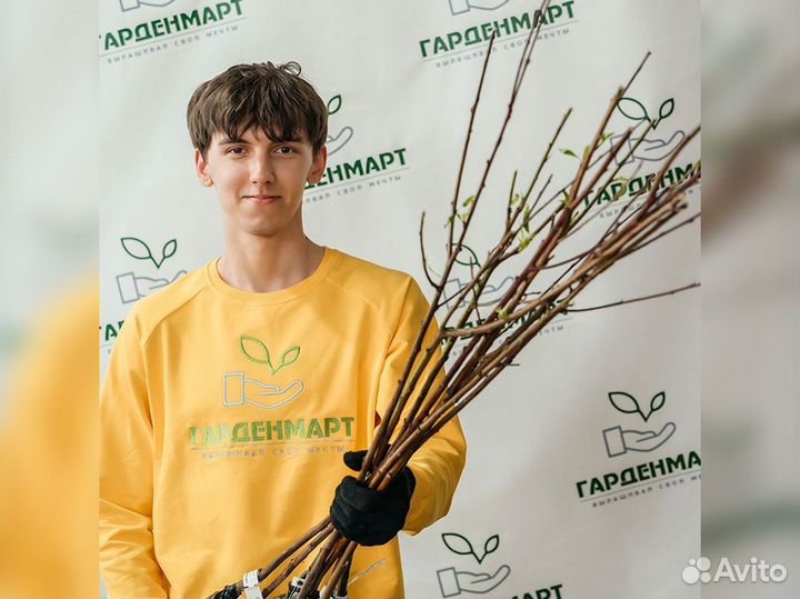 Саженцы сливы оптом. окс