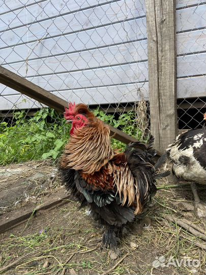 Карликовые петушки - шершетки кучерявые, бентамки