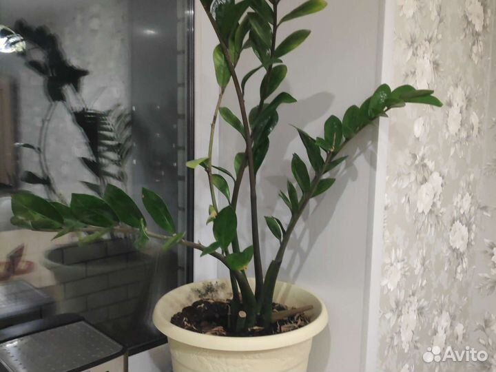 Замиокулькас