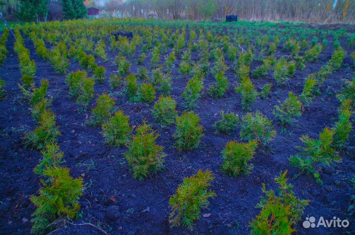 Туя Смарагд 60см