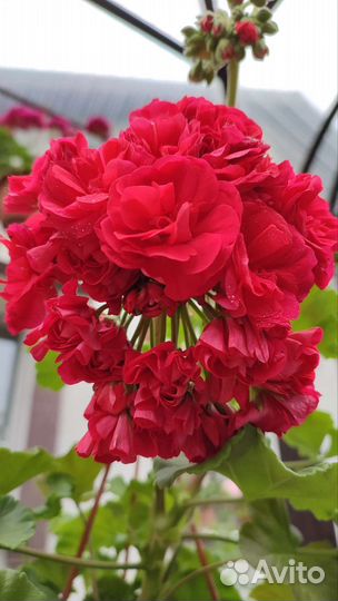 Пеларгония Ю Анна Каренина