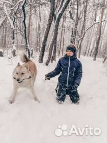 Щенки лайки