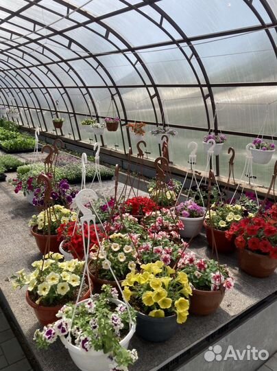 Рассада однолетних цветов