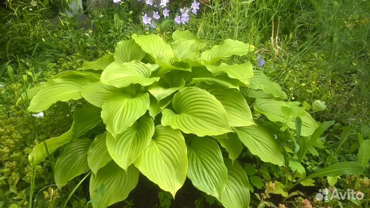 Хоста (саженцы)