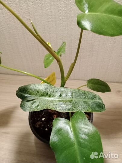 Филодендроны