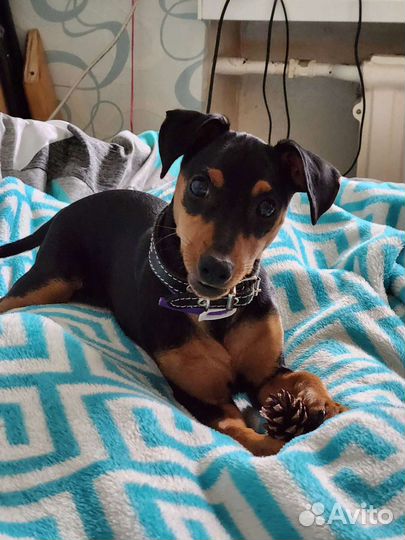 Цвергпинчер подрощенный