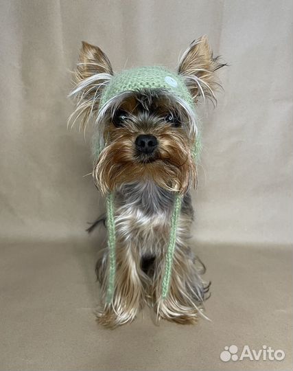 Шапки для собак