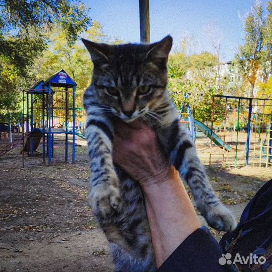 В добрые руки