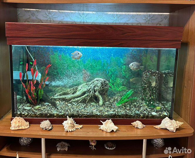 Аквариум