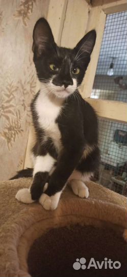 Не обычный Котик в добрые руки