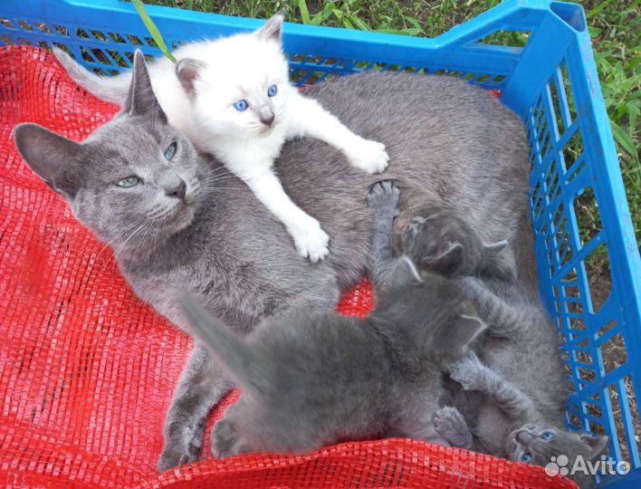 Британские котята бесплатно