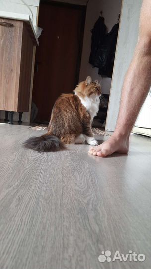 Кошка в дар бесплатно