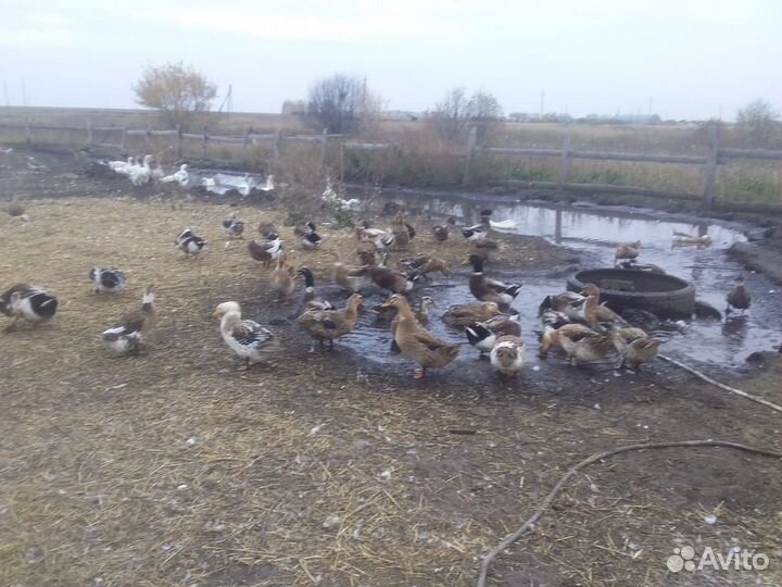 Утки башкирские