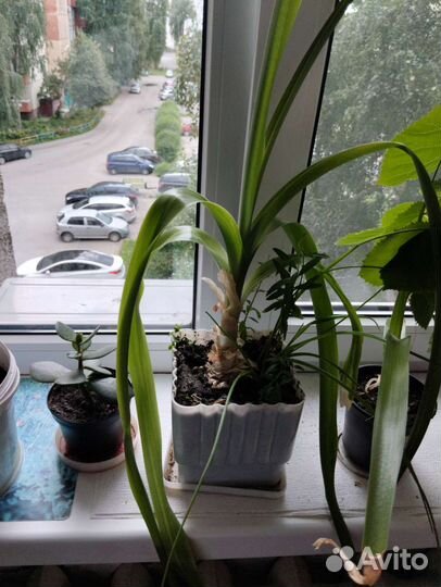 Индийский лук