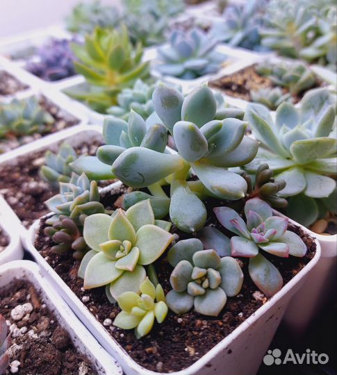 Садик из суккулентов