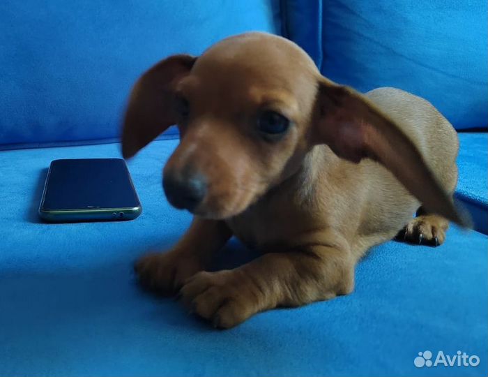 Супер мини Кроличья такса