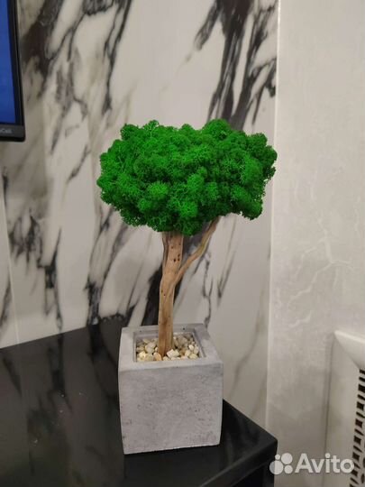 Дерево из стабилизированного мха. Делаю на заказ