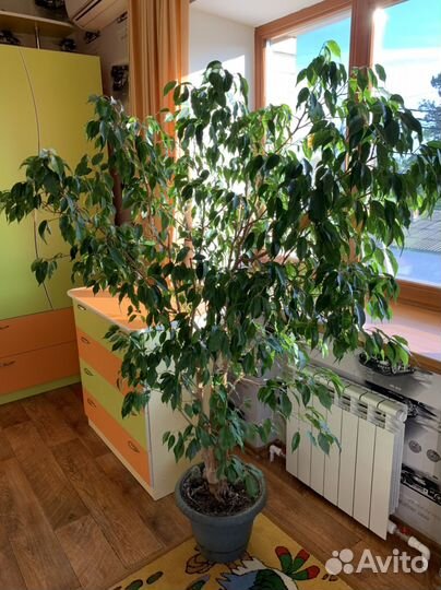 Комнатные цветы