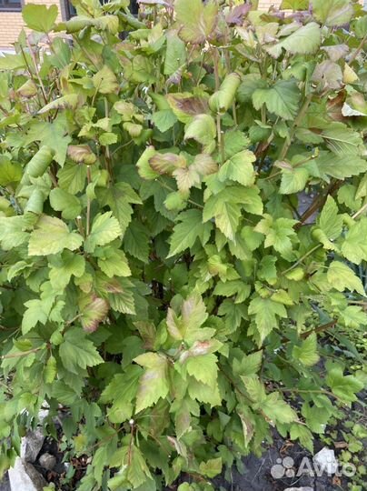 Саженцы пузыреплодника