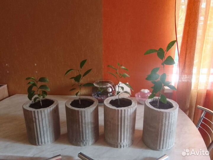 Мандариновое дерево