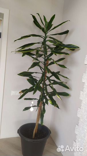 Комнатные цветы кротон