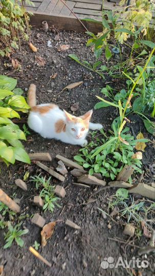 Рыжий котенок