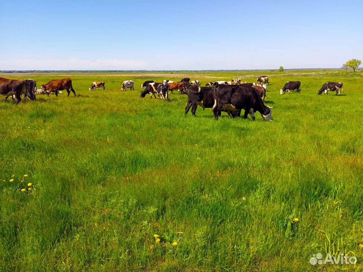 Коровы быки телята