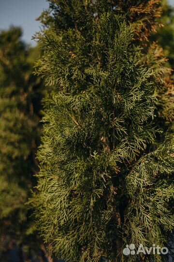 Туя смарагд