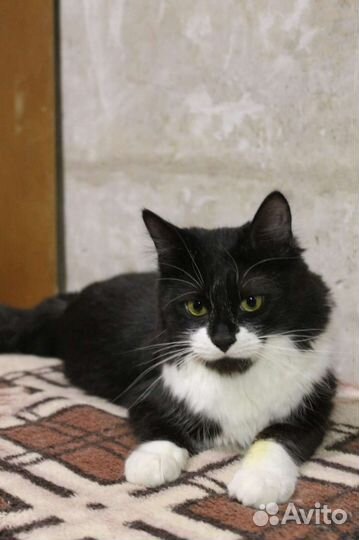 Кошка в дар