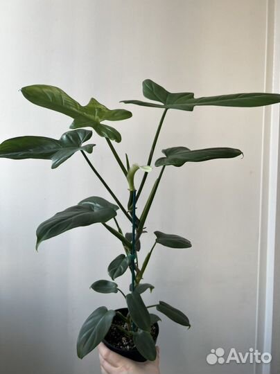 Филодендрон набор 8 шт