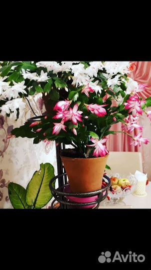 Цветок декабрист