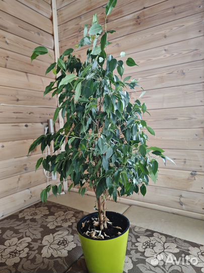 Фикус Бенжамина 90 см в горшке