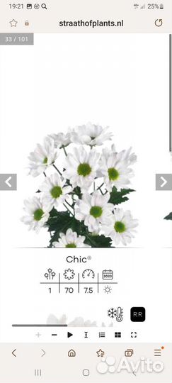 Черенки хризантемы