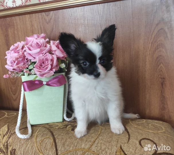 Папийон девочка