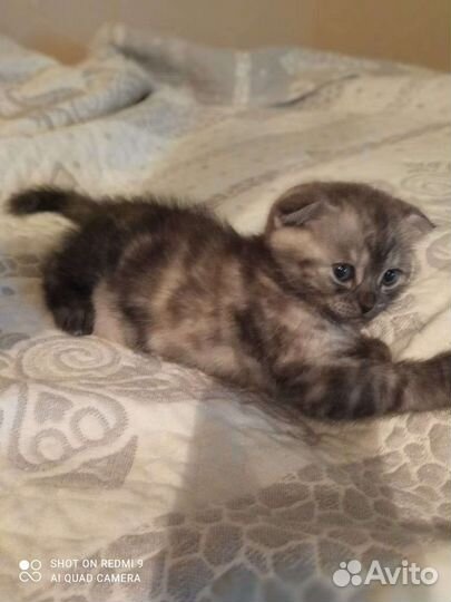 Шотландские котята